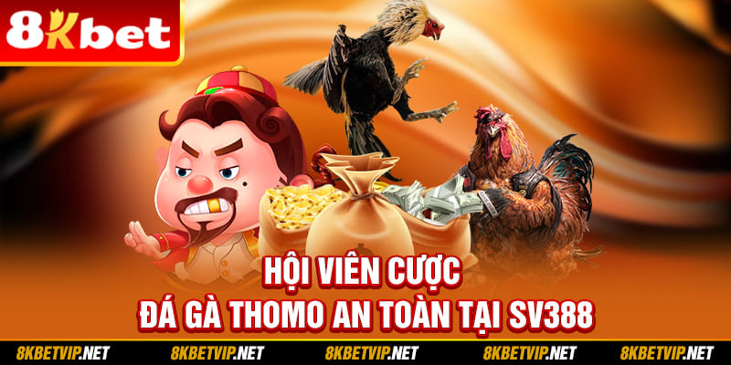 Hội viên cược đá gà Thomo an toàn tại 8KBET